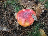 Giarrita - Amanita_muscaria_20101024 020.jpg